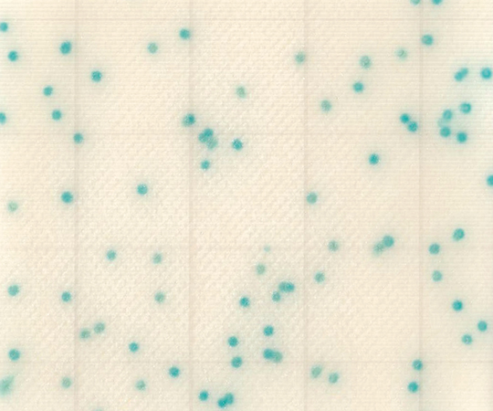 MC-Media Pad CC 大腸菌群用 (1000枚) SK02A25