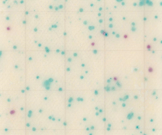 MC-Media Pad EC 大腸菌・大腸菌群用 (1000枚) SK04A25