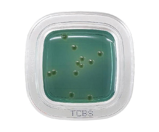 ぺたんチェックDD TCBS寒天培地 1箱（100枚入） PD0014