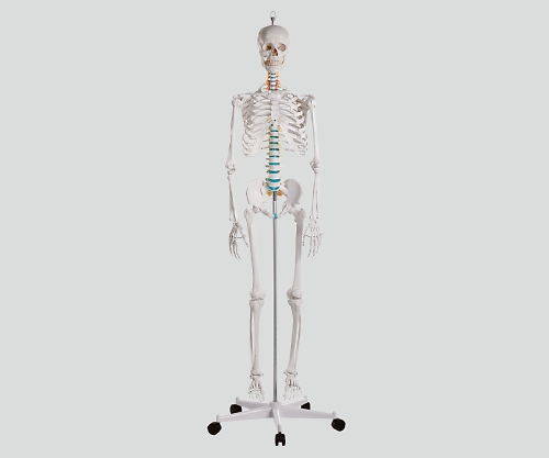 骨格モデル 178cm 2960