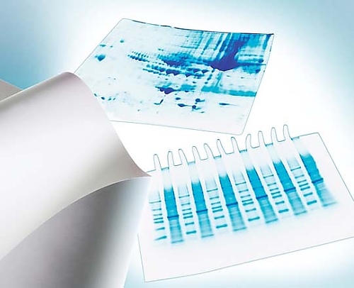 Immobilon-P PVDF 0.45um 8x10cm sheet 10/Pk 10PK IPVH08100