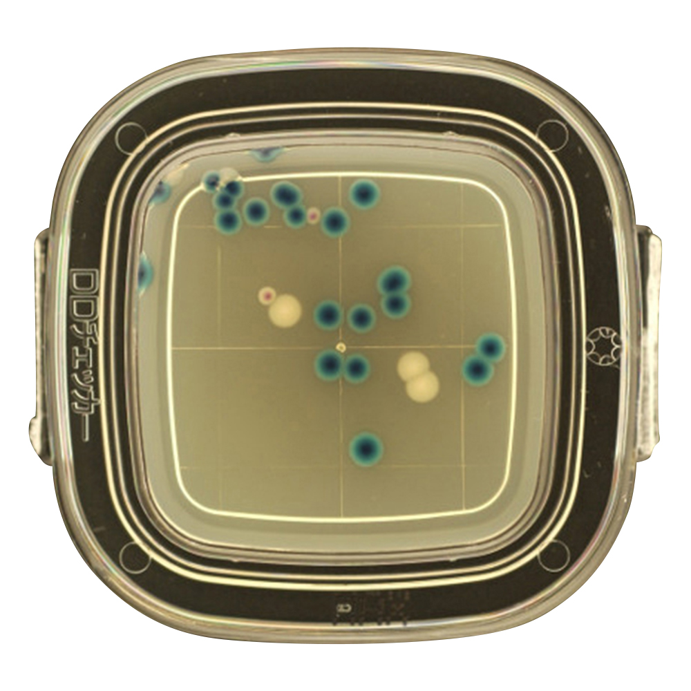 DDチェッカー（細菌検出用培地） MAX寒天培地 大腸菌・大腸菌群同時検出用 1箱（100枚入） 04231