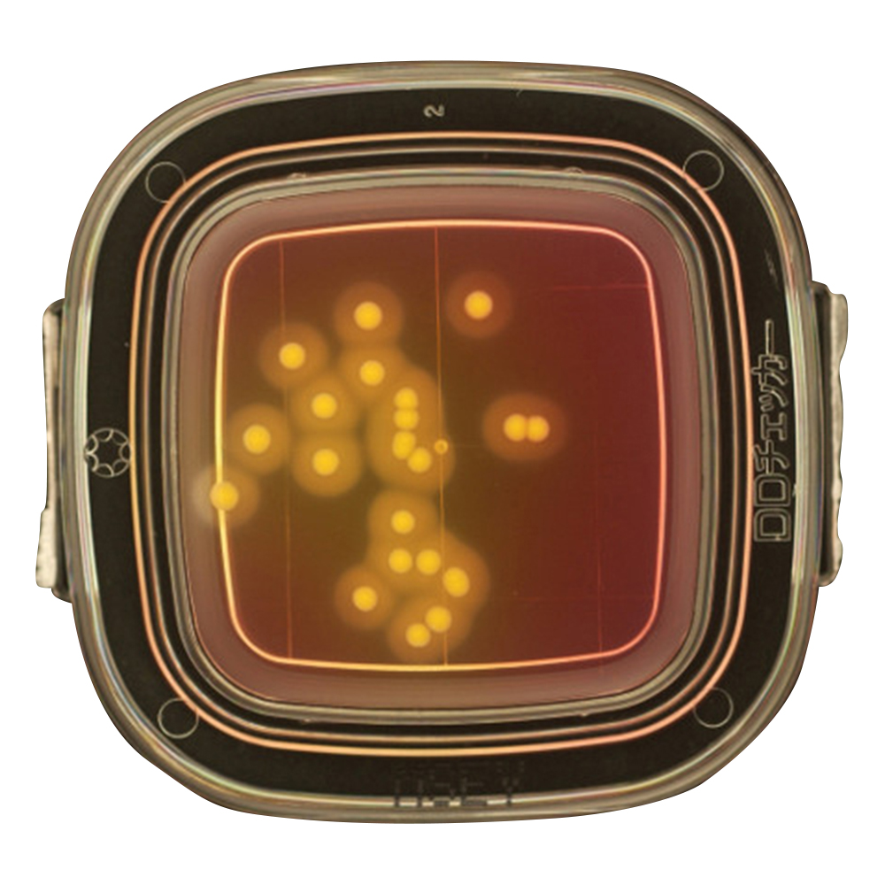 DDチェッカー（細菌検出用培地） MSEY寒天培地 黄色ブドウ球菌検出用 1箱（100枚入） 04241