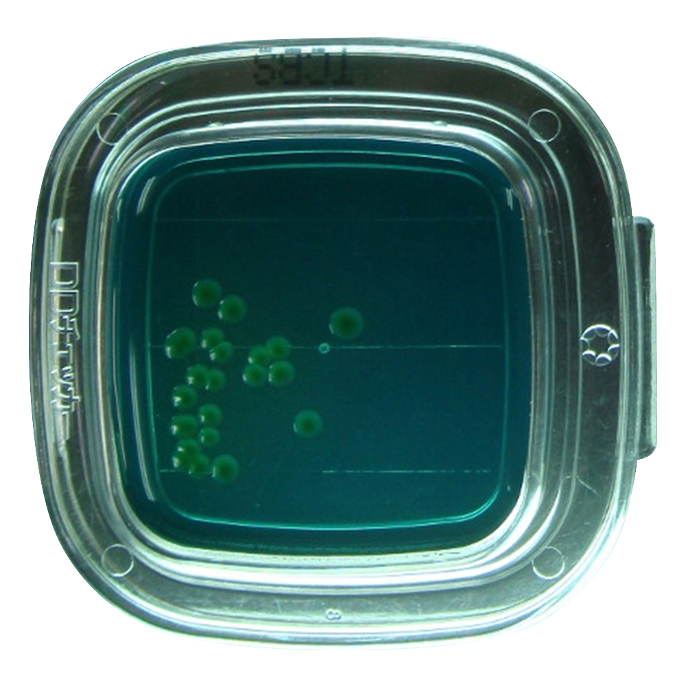 DDチェッカー（細菌検出用培地） TCBS寒天培地 腸炎ビブリオ検出用 1箱（100枚入） 04261