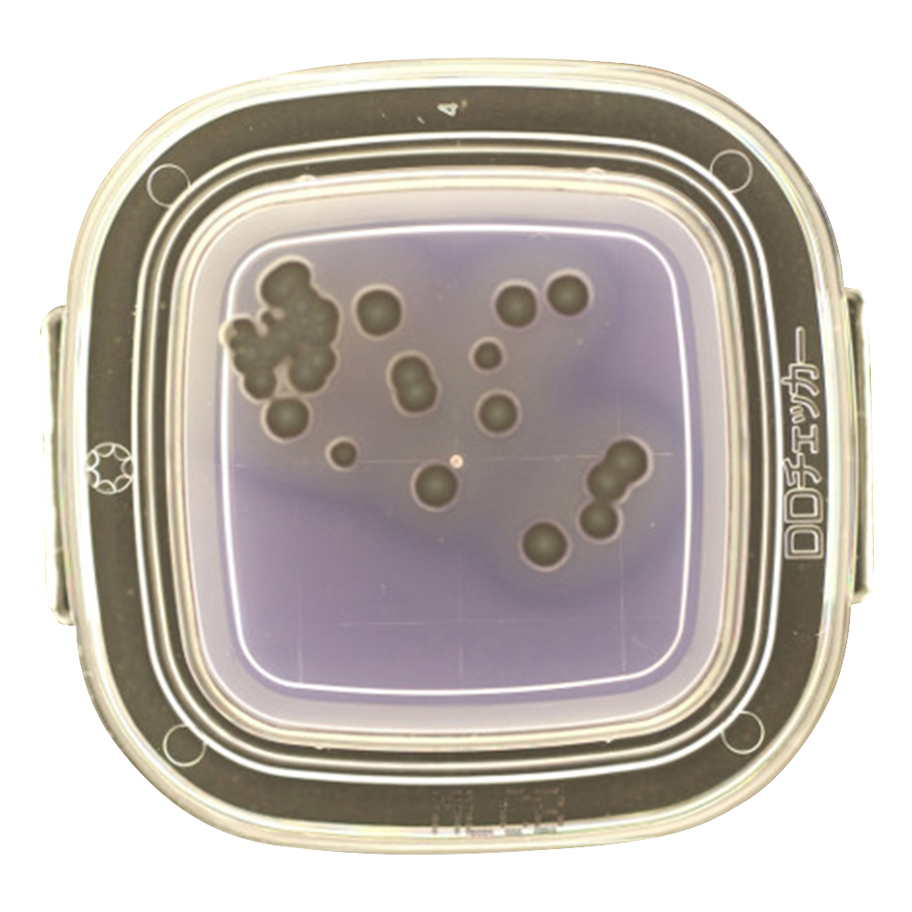 DDチェッカー（細菌検出用培地） MLCB寒天培地 サルモネラ検出用 1箱（100枚入） 04271