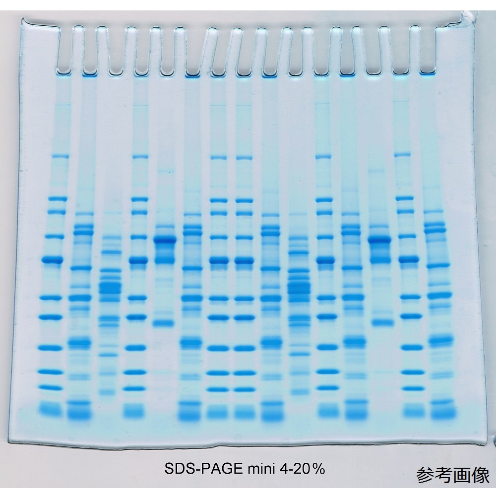 プレキャストゲル SDS-PAGE mini 4％ 1mm 8well 1箱（6枚入） 01-050M-6